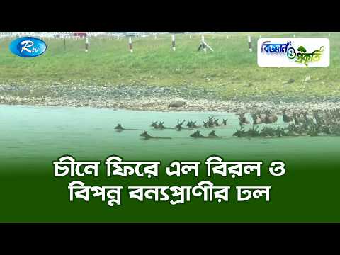 চীনে ফিরে এল বিরল ও বিপন্ন বন্যপ্রাণীর ঢল | Biggan O Prokriti Clips | Rtv