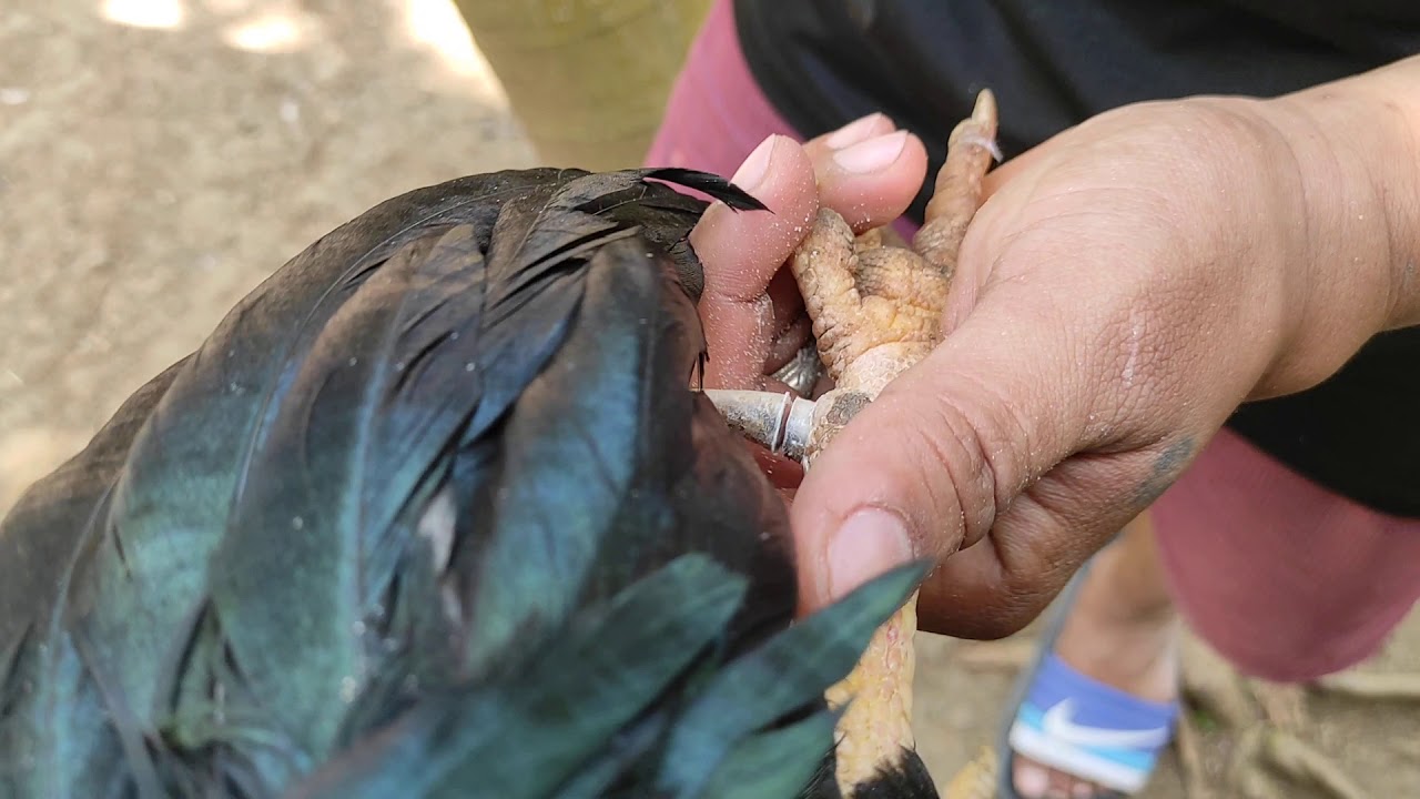 Paano mag putol ng Tahid ng Tandang na Manok - YouTube