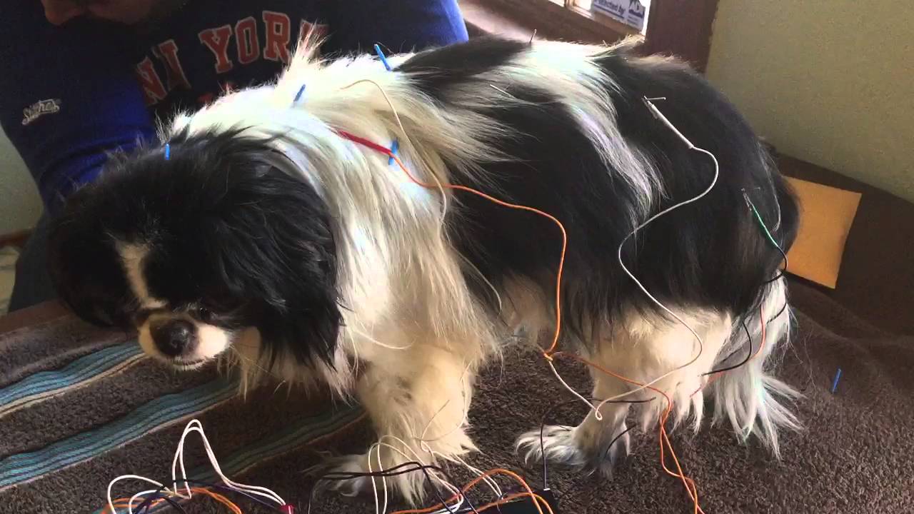 Dog Getting Electroacupuncture Treatment YouTube