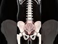 Pelvic floor of a female