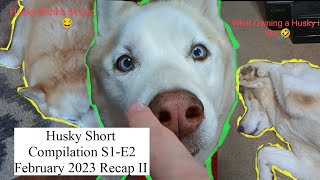 Dakota The Husky Compilation S1-E2 February 2023 Recap Ii