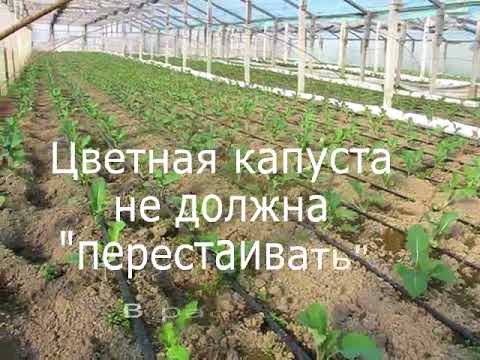 Капуста Цветная Фото Выращивание