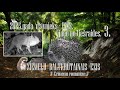 RUDĀ LAPSA / Vulpes vulpes /. ZIEMEĻU BALTKRŪTAINAIS EZIS / Erinaceus roumanicus /. 3
