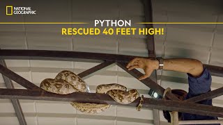 Python Rescued 40 Feet High! | Snakes SOS: Goa’s Wildest | National Geographic