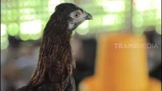 Kepoin Proses Pembibitan Ayam Kampung | SI UNYIL (14/01/21)