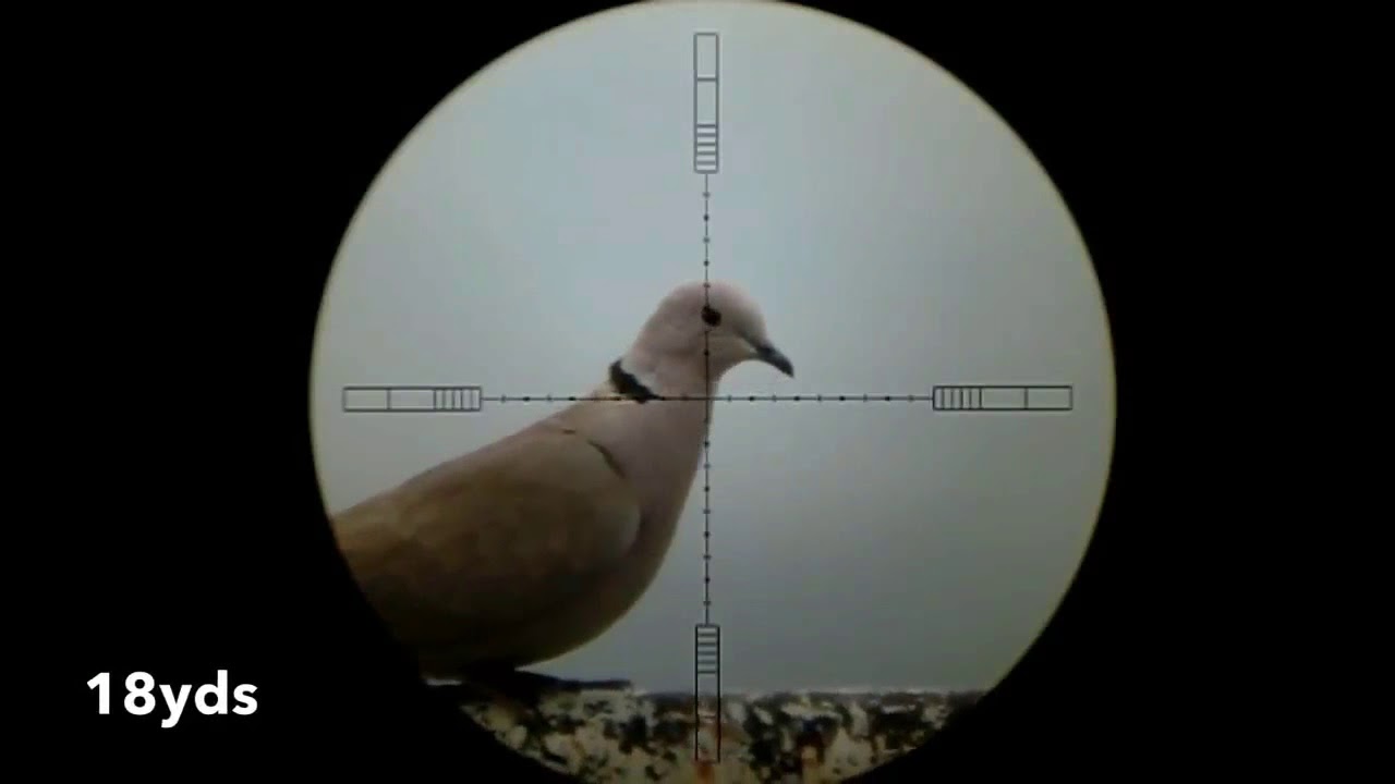 Pcp Air Rifle Best Hunting Dove & Pigeons 2018 By The Pakistani Hunter