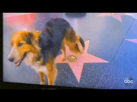 Dog Wizzes On Matt Damon’s Star On The Hollywood Walk Of Fame On Jimmy Kimmel Live