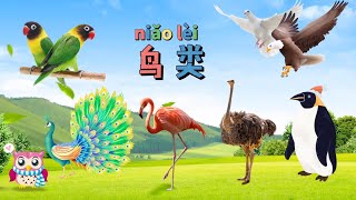xue zhongwen|鸟类名字|Learn Birds in Chinese |中文加油站