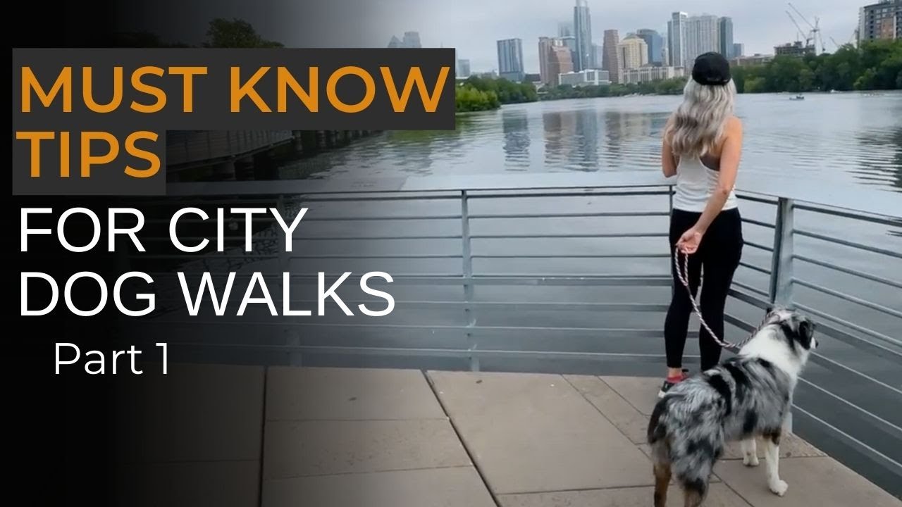 Dog Training for City Adventures - Part 1