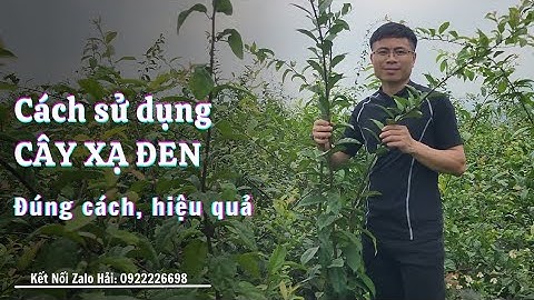 Cách Sử Dụng Cây Xạ Đen Đúng Cách Để Hiệu Quả