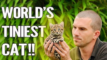 Rusty Spotted Cat : Everything About The World