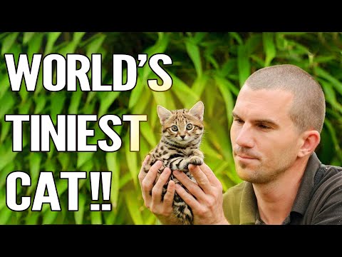 Video: De Kleinste Kat Ter Wereld