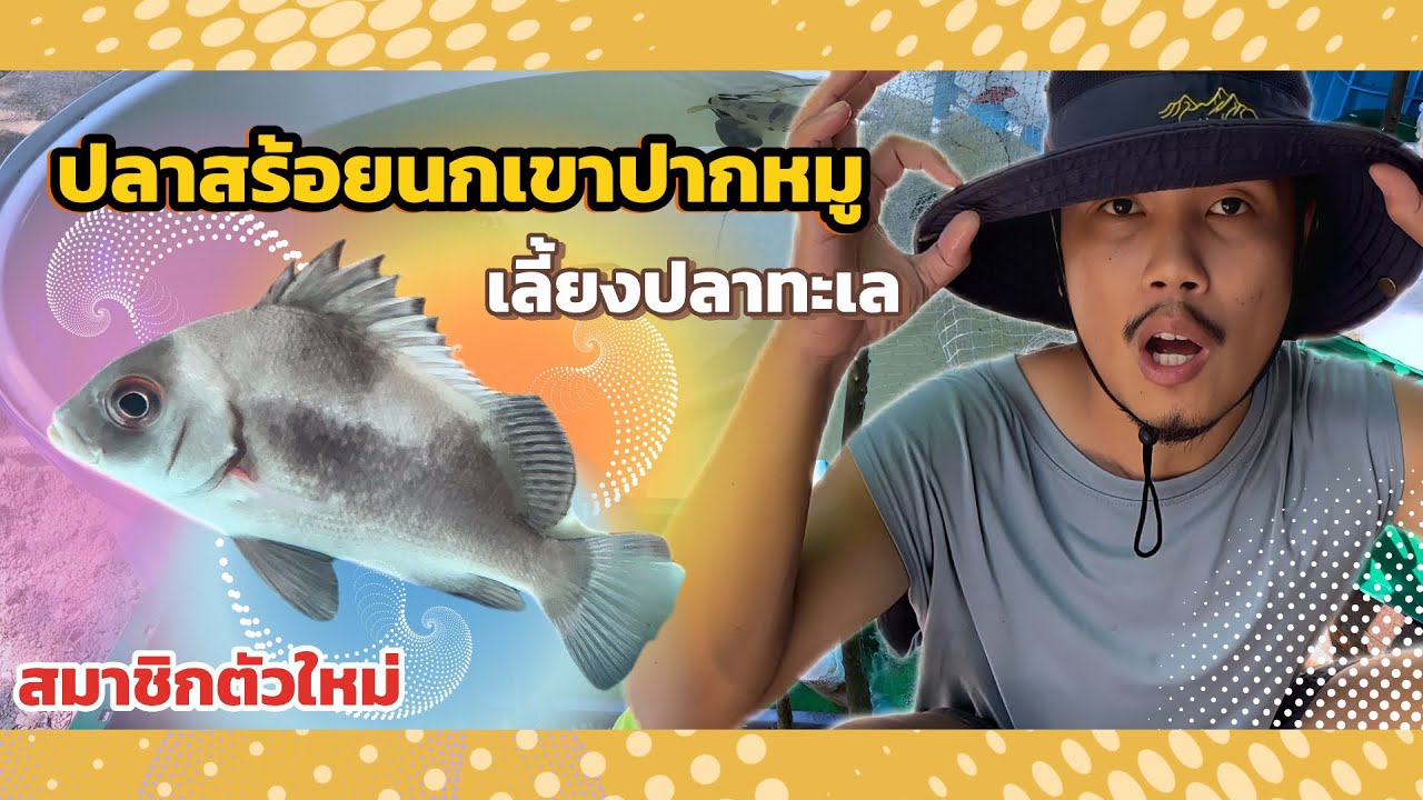 สมาชิกตัวใหม่ปลาสร้อยนกเขาปากหมู 