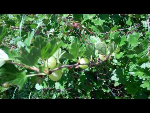 ቪዲዮ: Gooseberries - ለመትከል ጥሩ ጊዜ