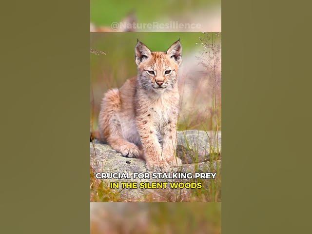 Snowbound Symphony: Lynx in the Northern Wilderness