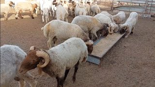 male sheep eating food... 😊 #birds #love #trending