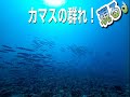 カマスの群れ現る！慶良間諸島