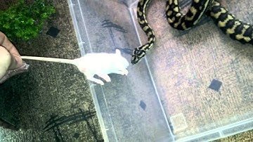 Coastel Carpet Python Eats Large Rat