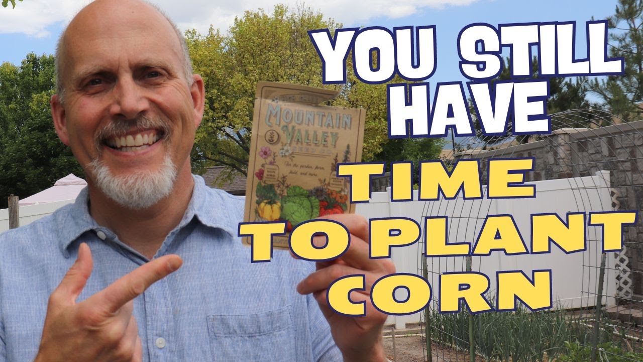 Is It Too Late To Plant Corn in Your Garden YouTube