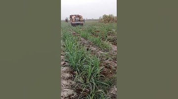 sugar cane intercropping  wheat wachtime subscrabe