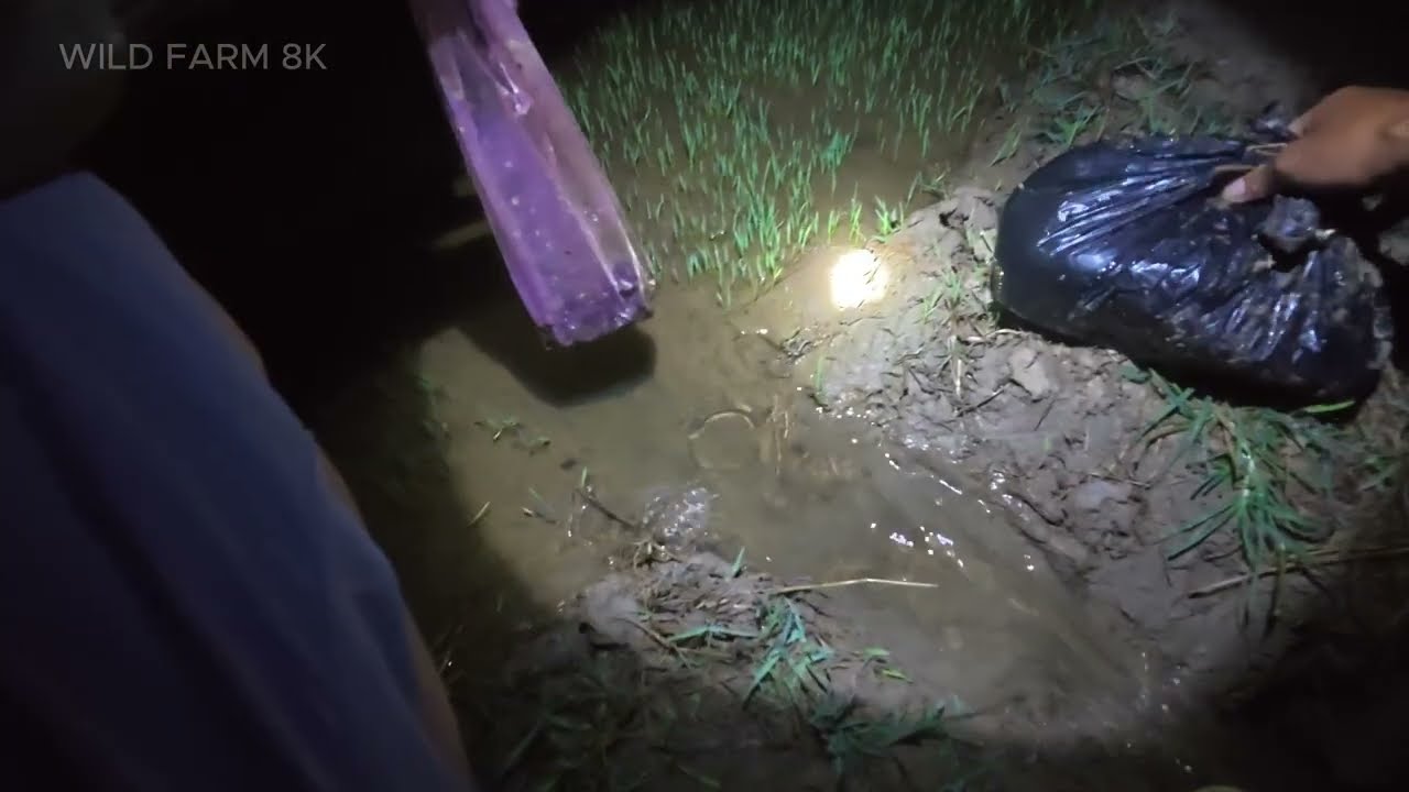 A Peaceful Countryside Day : Catching Mud Crabs at Night, Irrigating the Rice Fields