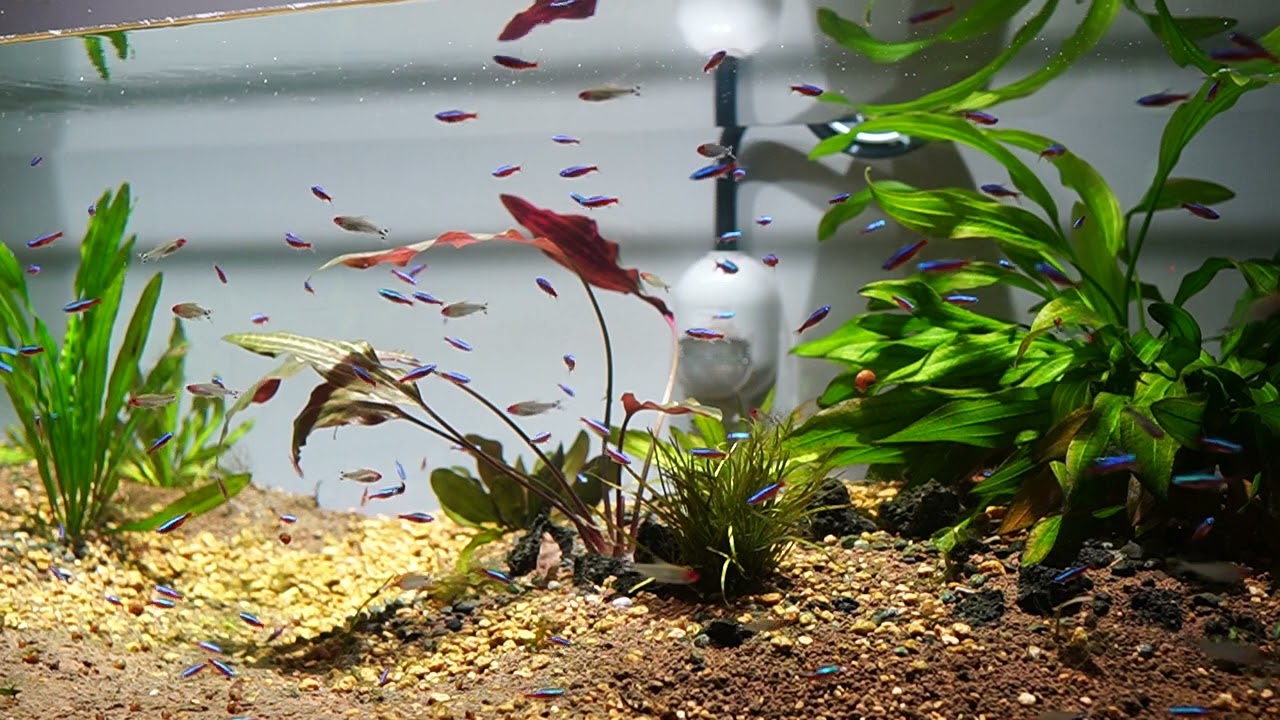 For those with a lot of free time] The Kanuma clay aquarium is