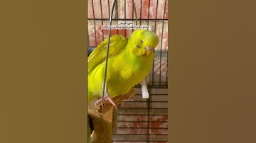 #سورة_قريش #قرآن فضل السورة في مربع التعليقات #المصحف #مصر #طيور #البادجي #quran #birds #budgie #us