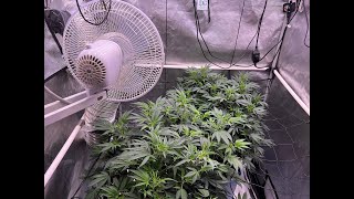 Optic Slim 600H & 500s - Veg & Flowering 4