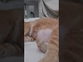 #tuna #cat #cutecat #pets #แมวส้ม