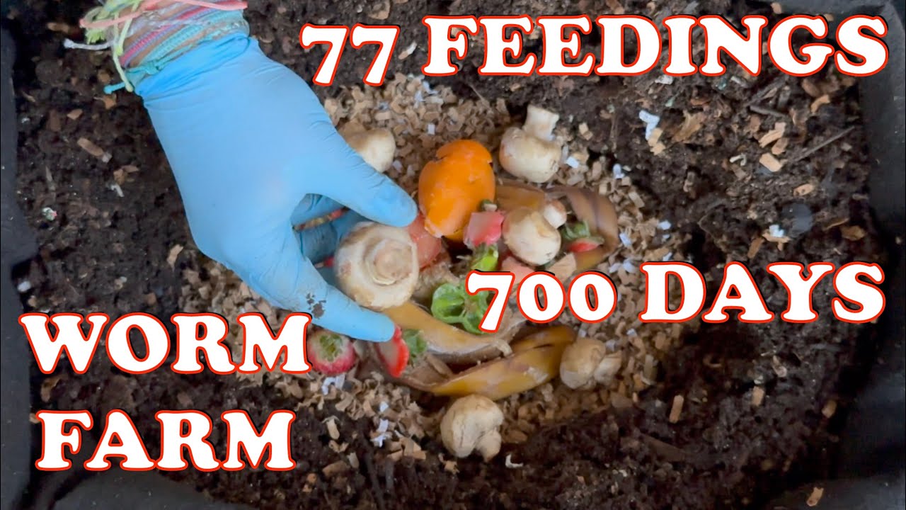 Mushroom Feeding For 700 Day Old Red Wiggler Worm Bin + Frog Surprise