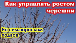 видео: Как УПРАВЛЯТЬ РОСТОМ ЧЕРЕШНИ на сильнорослом подвое картинка: Как УПРАВЛЯТЬ РОСТОМ ЧЕРЕШНИ на сильнорослом подвое