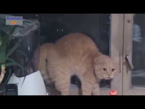 funny-scared-cats-and-dogs-compilation-2018,-try-not-to-laugh-animals-videos