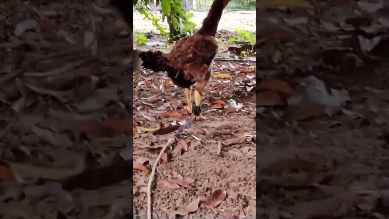 🐓🐔♥️ reza petta🐔♥️💫