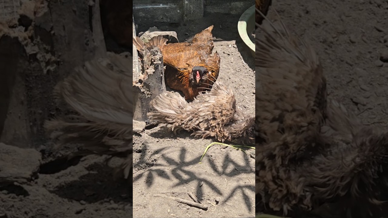 The Karen of Chickens