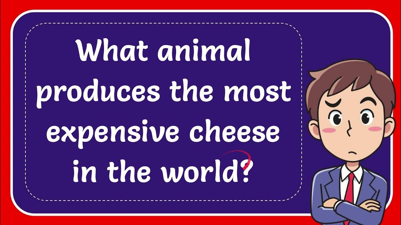 what-animal-produces-the-most-expensive-cheese-in-the-world-youtube