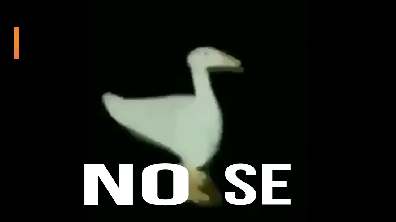Pato diciendo nose - YouTube