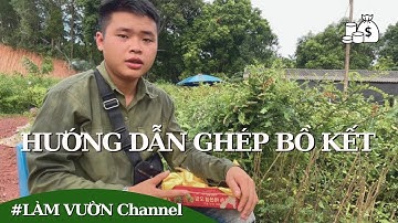 Cách ghép cây bồ kết hướng dẫn kỹ thuật ghép nêm cây trồng