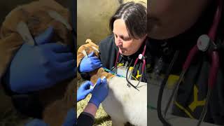 Penn Foster EXT2 Ruminant Subcutaneous Injection