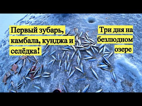 Первый зубарь, камбала, кунджа и селедка! Три дня на безлюдном озере.