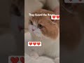 humye cats kyu rakhni chahye