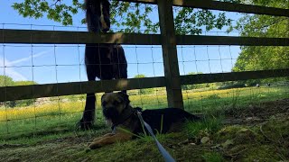 Adventures with a Border Terrier  #borderterrier #puppy #dog