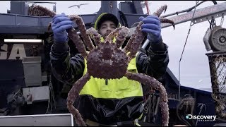 Королевский краб - начало сезона  | Смертельный улов | Discovery Channel