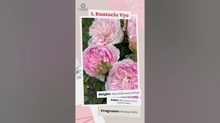 7 Best David Austin Shrub Rose for Small Gardens 🌹 - Elegant & Compact!