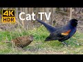 Cat TV 4K HDR: Birds by the Lake - 8 Hour Videos for Cats to Watch