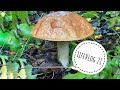LifeVlog 21 . Наша осень - природа , дождь, грибы .