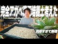 【超考察】アガベがワイルドにカッコよく育つ土を葉っぱ分解して考えてみた[塊根植物][観葉植物][アガベ][洗脳土]