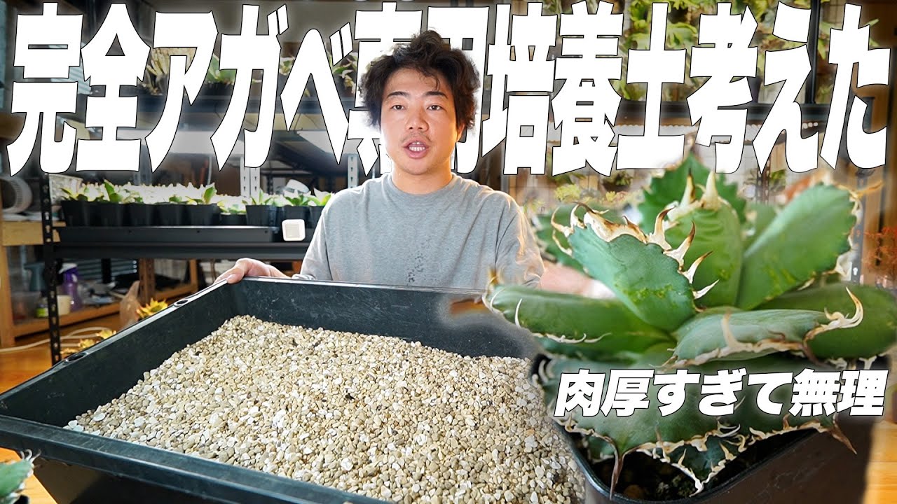 【超考察】アガベがワイルドにカッコよく育つ土を葉っぱ分解して考えてみた[塊根植物][観葉植物][アガベ][洗脳土]