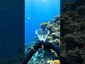 Catching Fish with Net 😱 Underwater POV (Real 4K)