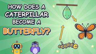 How Does a Caterpillar Become a Butterfly 🦋 Fun Science for Kids | Whizzy Why