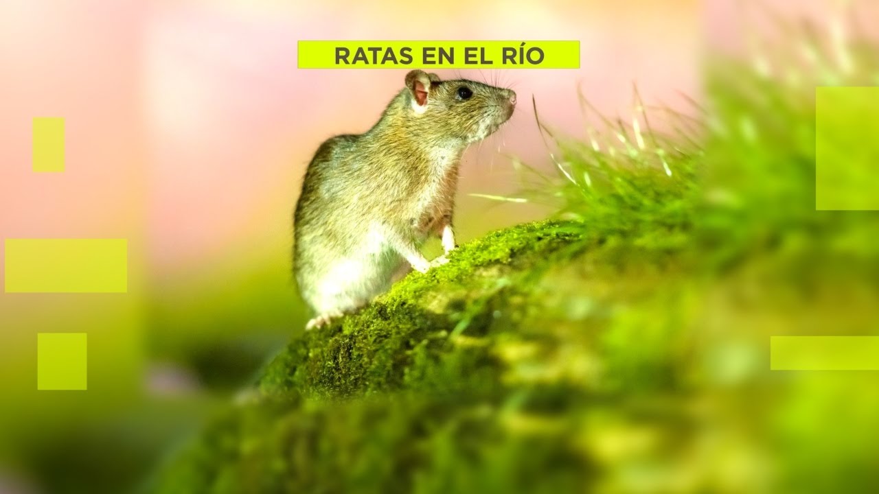 La basura provoca una plaga de ratas en el Arroyo de Camarmilla - YouTube